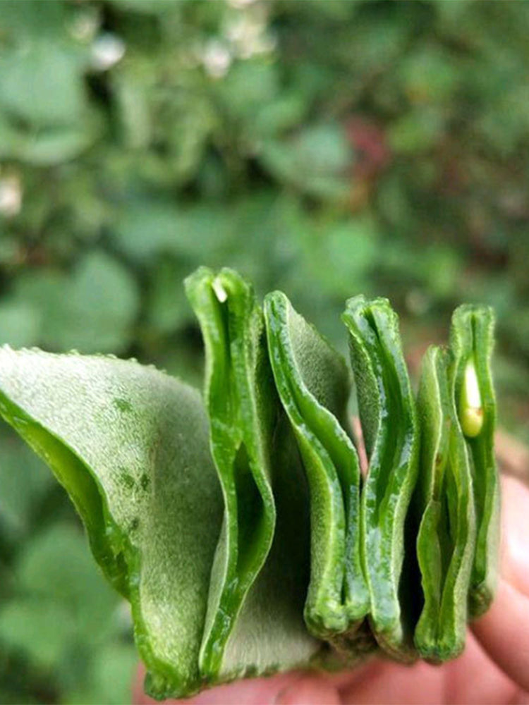 Early-maturing No.1 Hyacinth Beans
