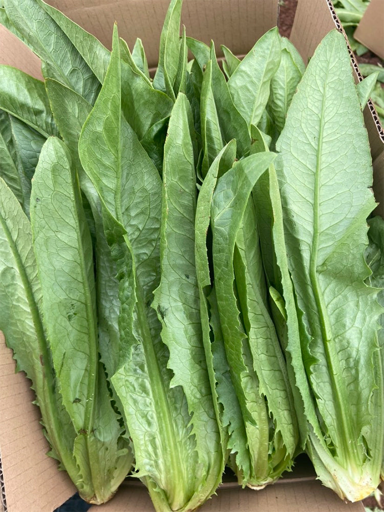 All-Season Youmai Cai