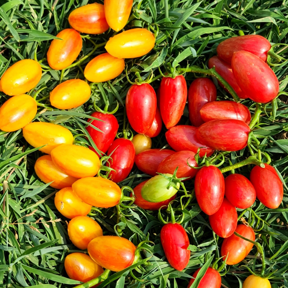 594 Pink Cat Bicolor Tomato