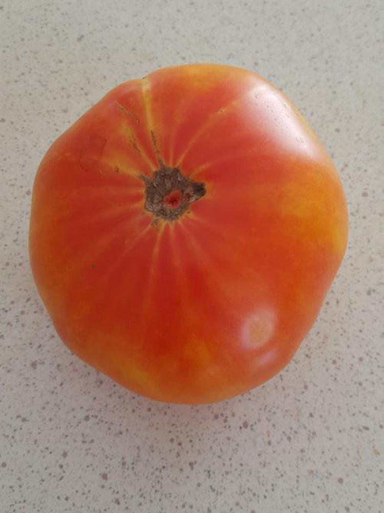 Northern Lights Tomato