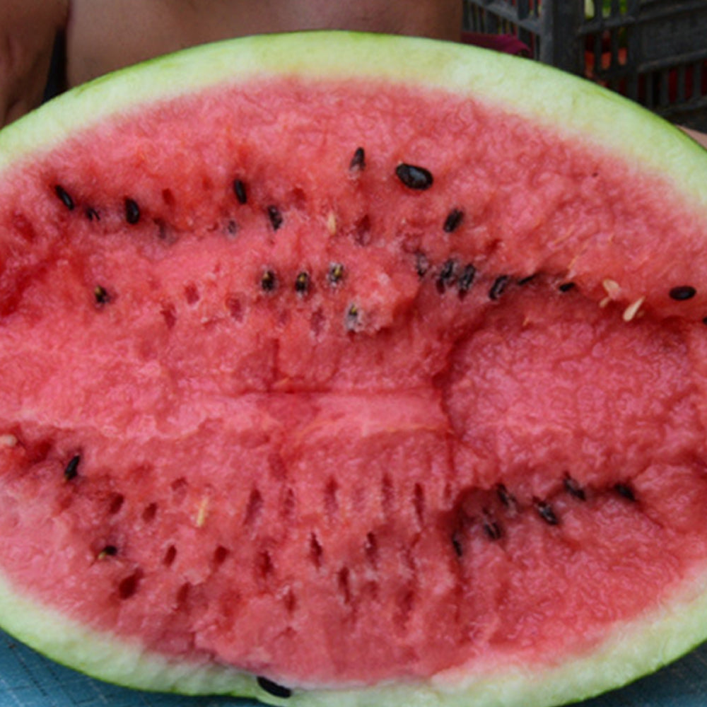 5 Bags (25 Seeds / Bag) of 'Lanzhou P2' Series: Large-Fruit, Traditional Variety, Super Sweet Watermelon