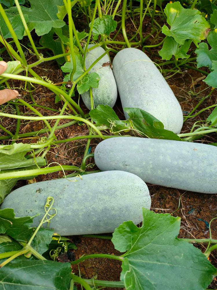 Fenbailong Wax Gourds