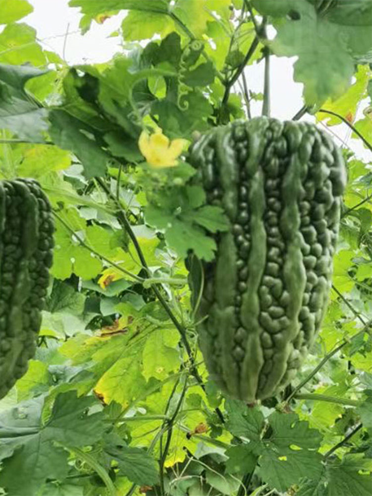 Huading No.5 Broad-top Bitter Gourds