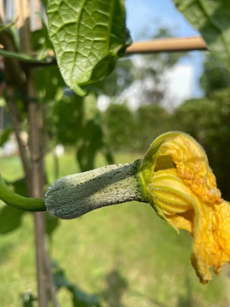 Chunxiang Luffa