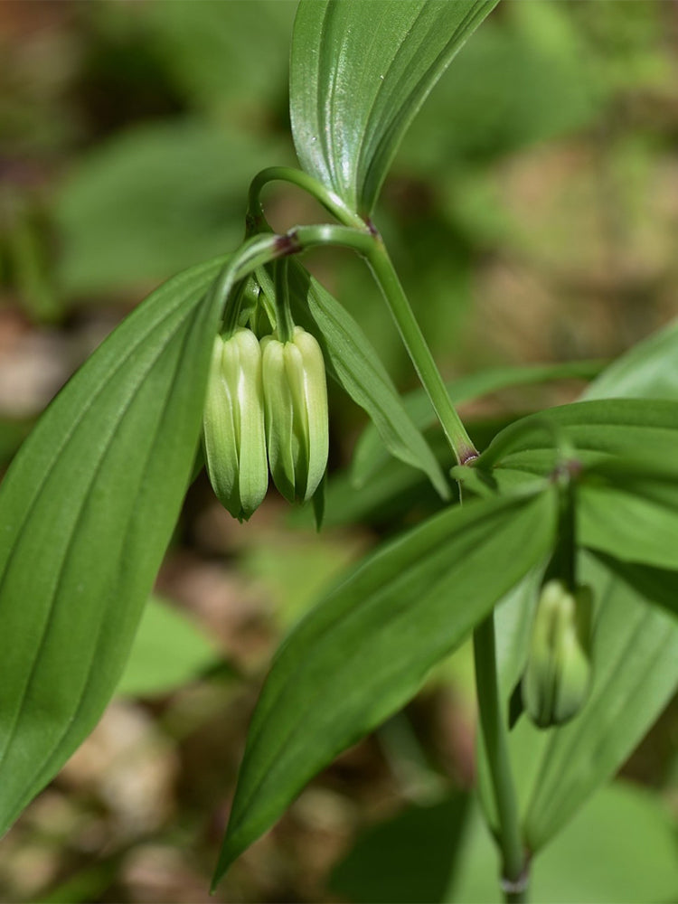 Huangjing (Polygonatum sibiricum)