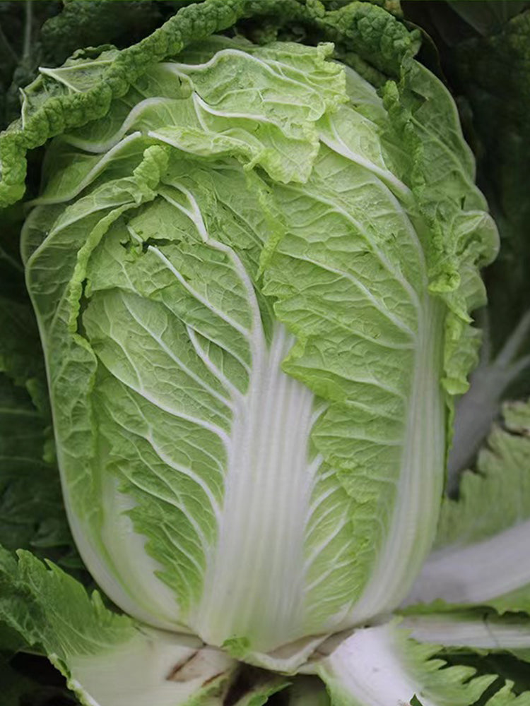 Beijing New No.3 Cabbage