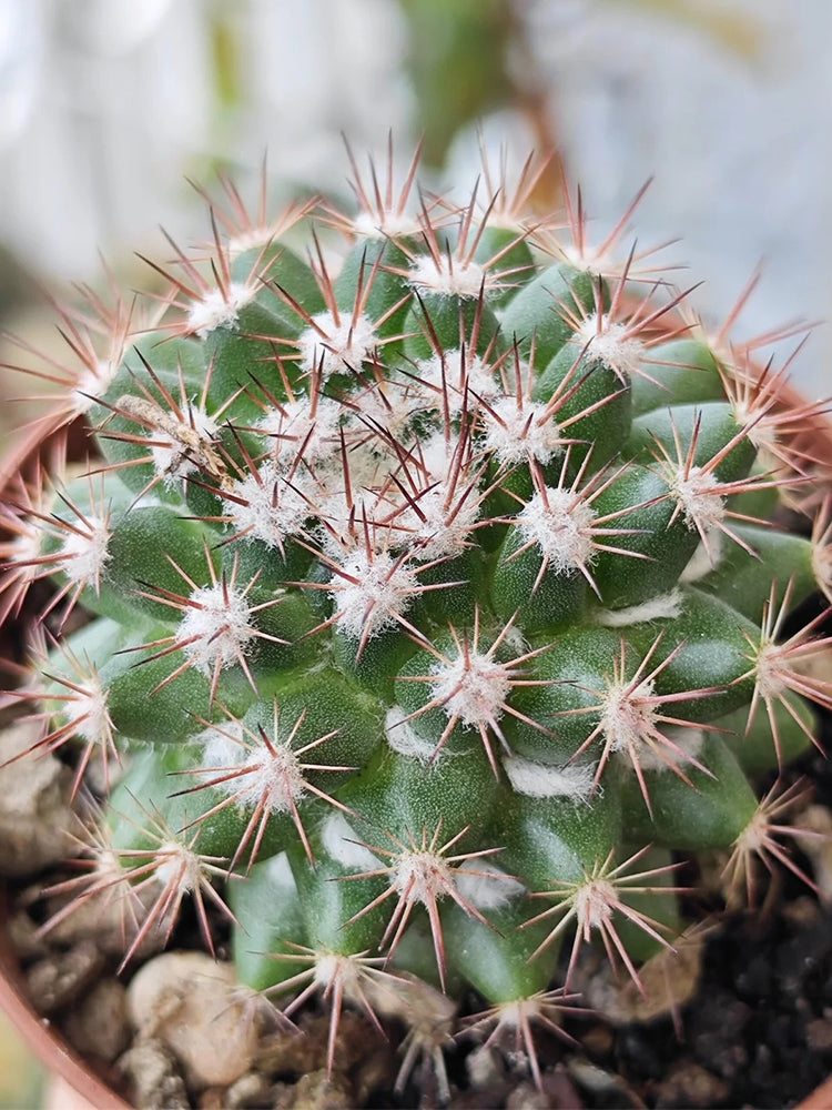 Mammillaria mammillaris 'Cangbaotian'