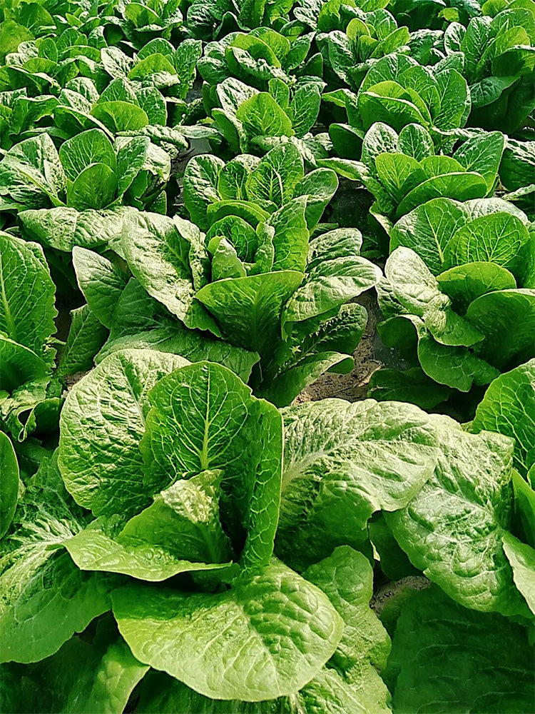 Little Gem Lettuce