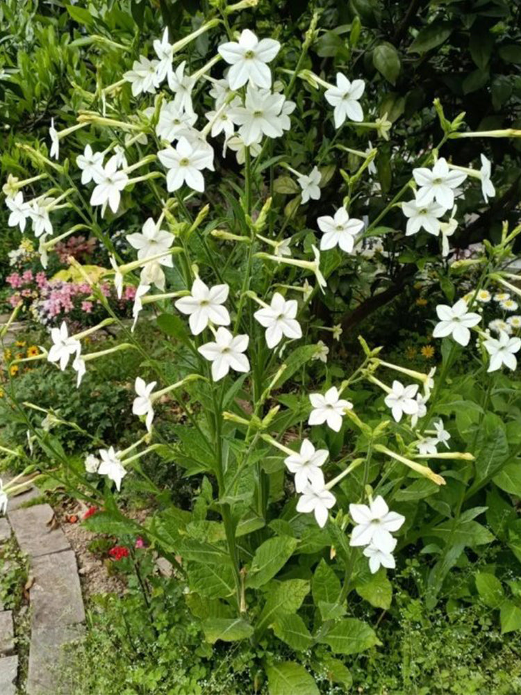 Flowering Tobacco (Nicotiana alata)