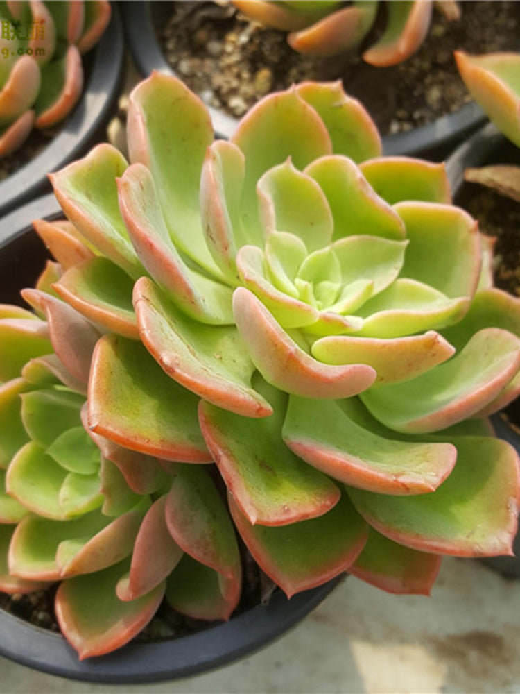 Echeveria 'Noble'