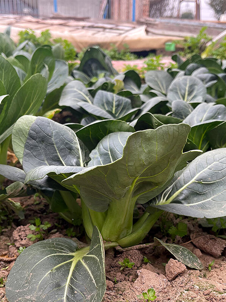 'Black General' Bok Choy