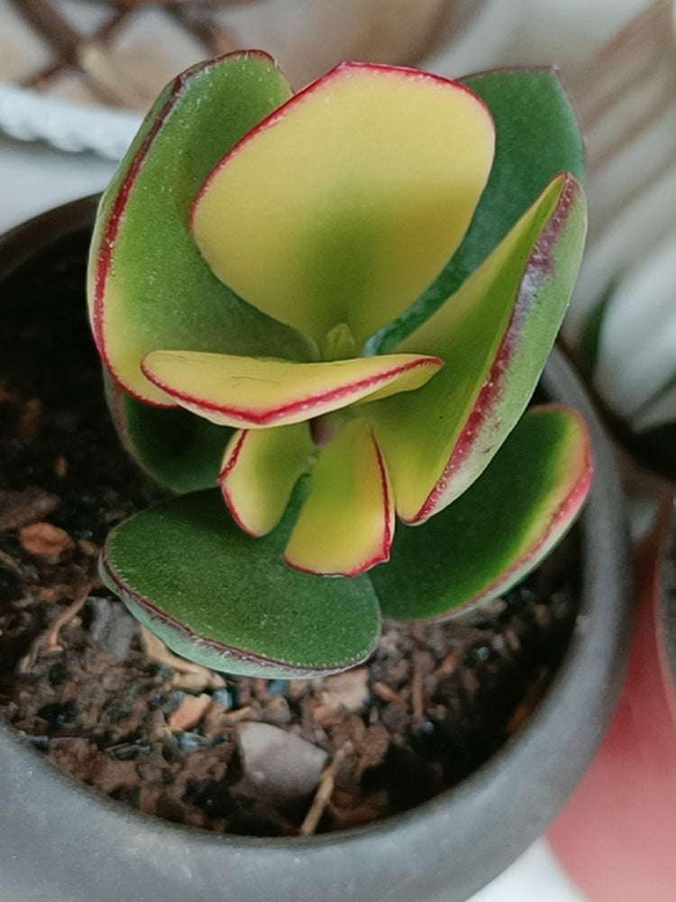 Crassula Ovata Variegated 6.0