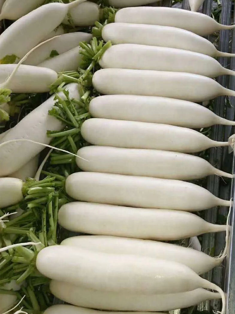 'Xinxuan 13-6' Early-Maturing Radish