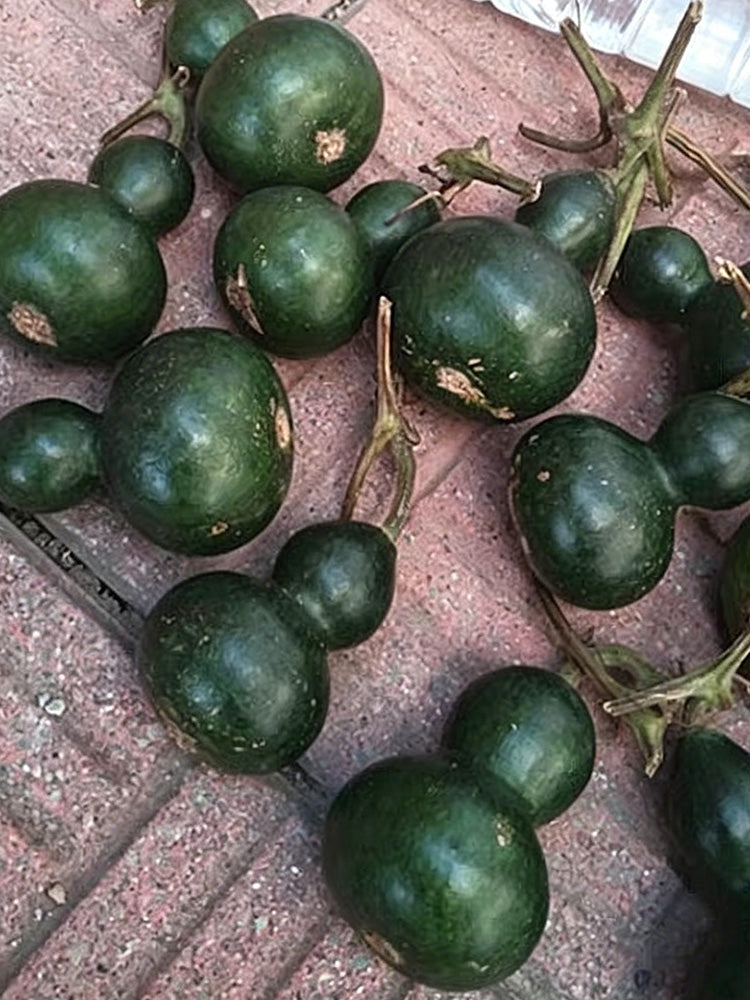 Dark Green Gourd