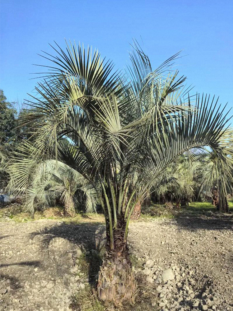 Jelly Palm (Butia odorata)