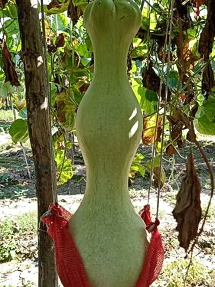 Slender-waisted lotus-head gourd