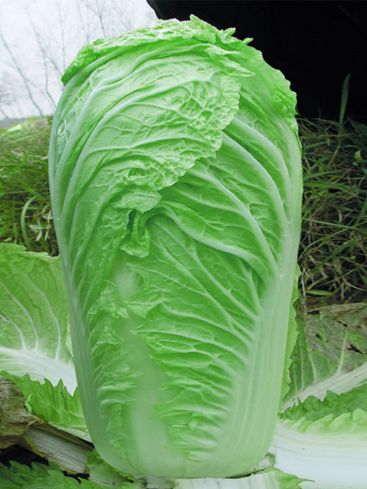 Gaokang 78 Chinese Cabbage