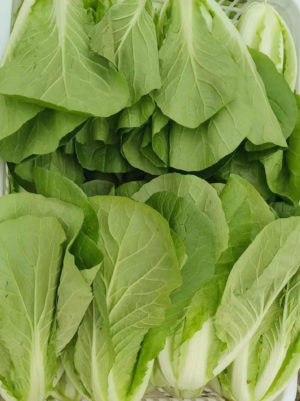 '168' Fast-Grow Bok Choy
