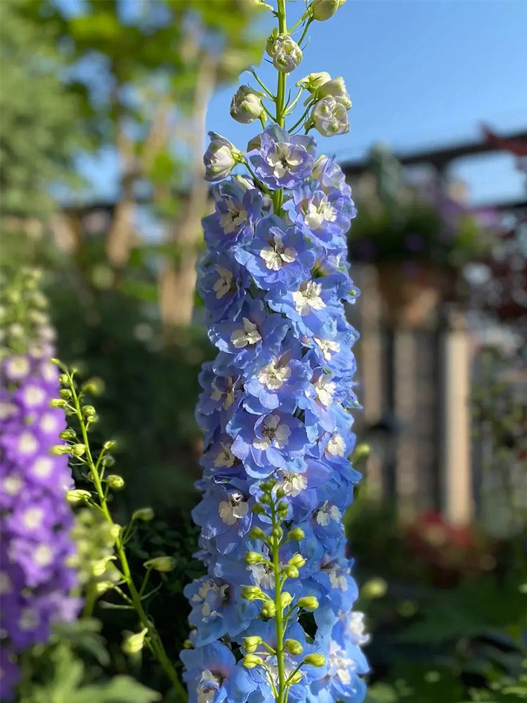 Large-flowered Delphinium (Delphinium grandiflorum 'Cute' Series)