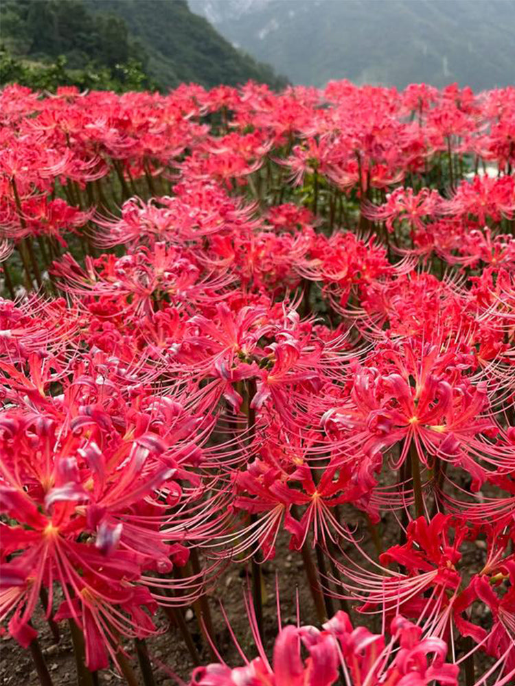 Rose Lycoris