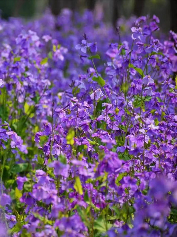 Chinese violet cress (Orychophragmus violaceus)