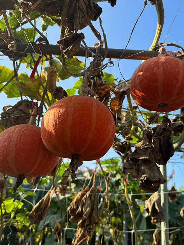 Longxindan Pumpkins
