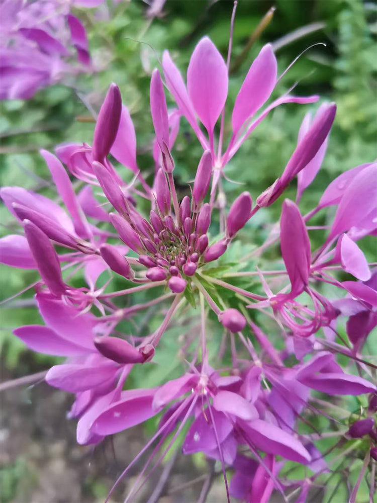 Purple Spider Flowers (Cleome houtteana)