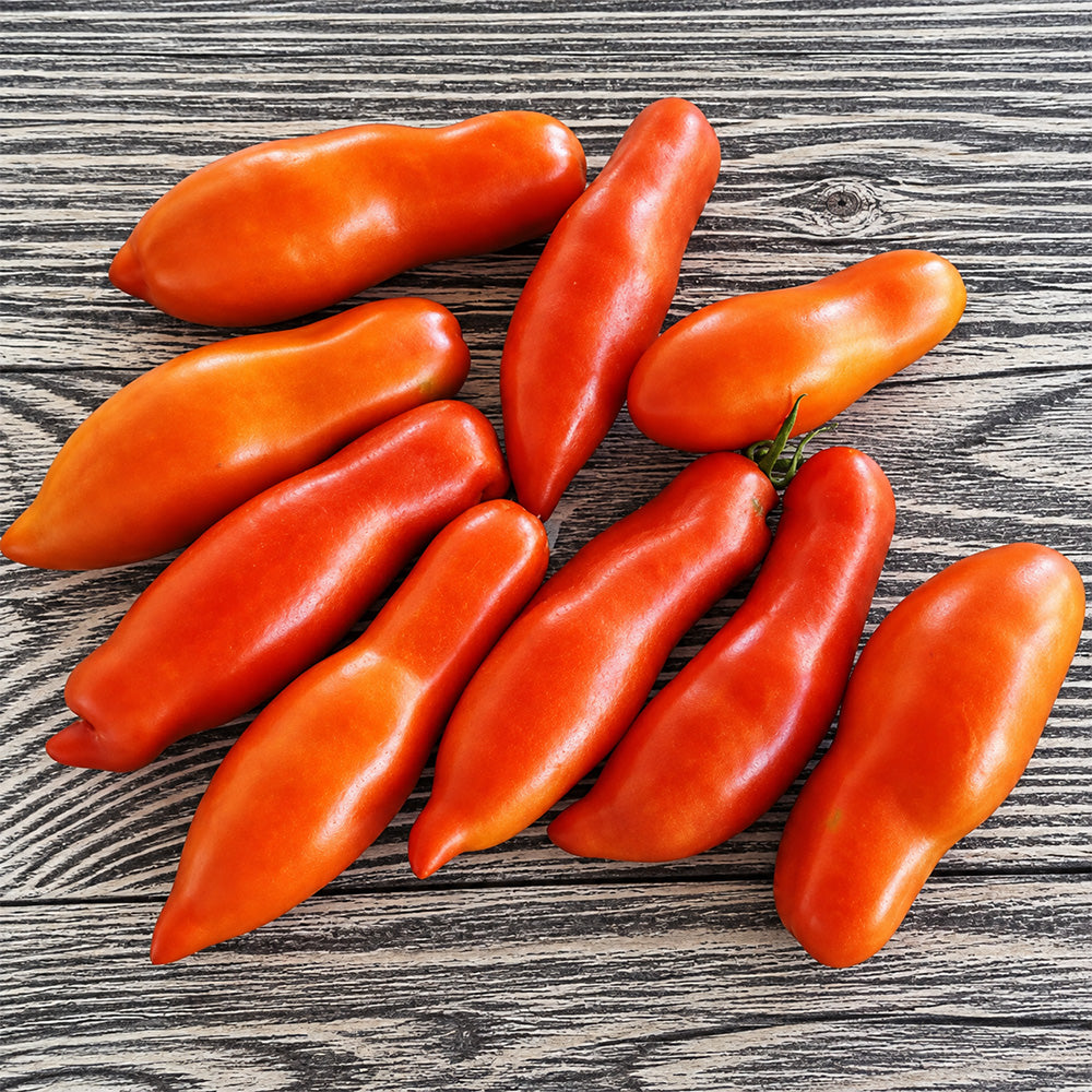 475 Dwarf Strelka Tomato