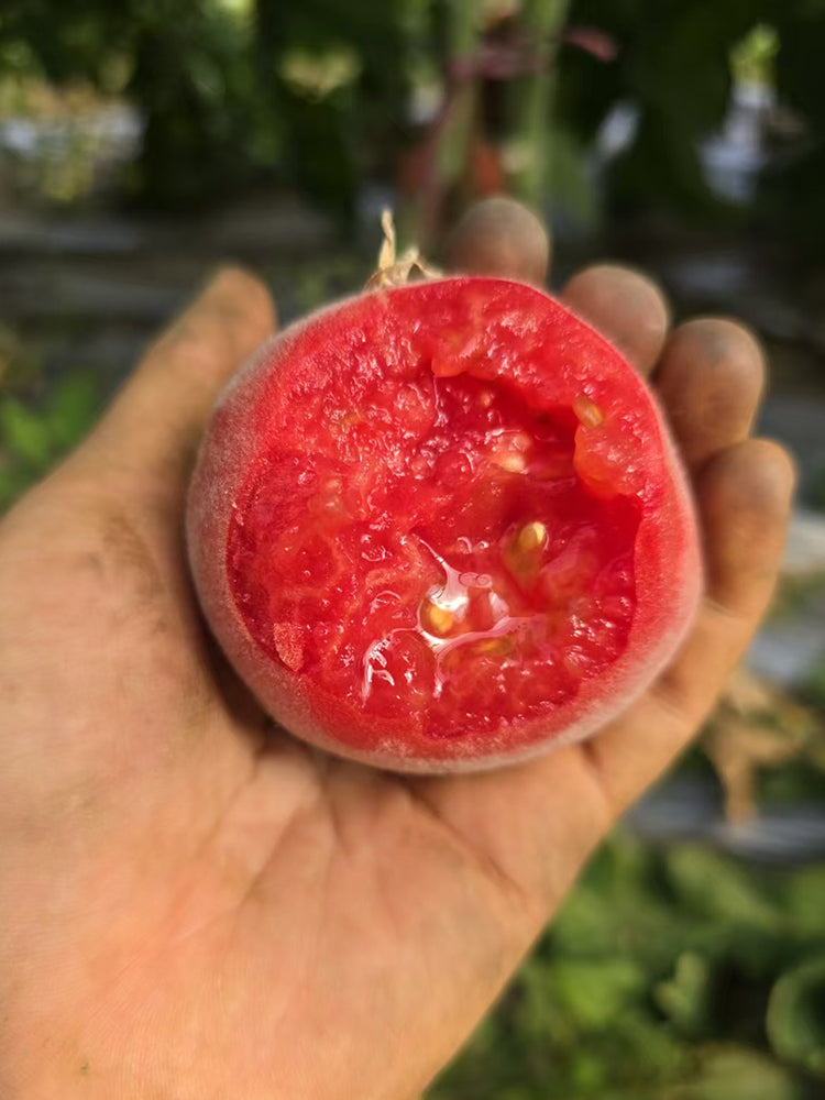 954 Suede Heart Fuzzy Tomato