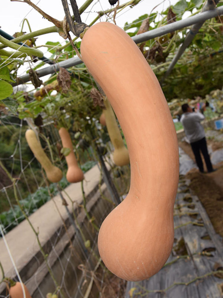Golden Hook Pumpkin