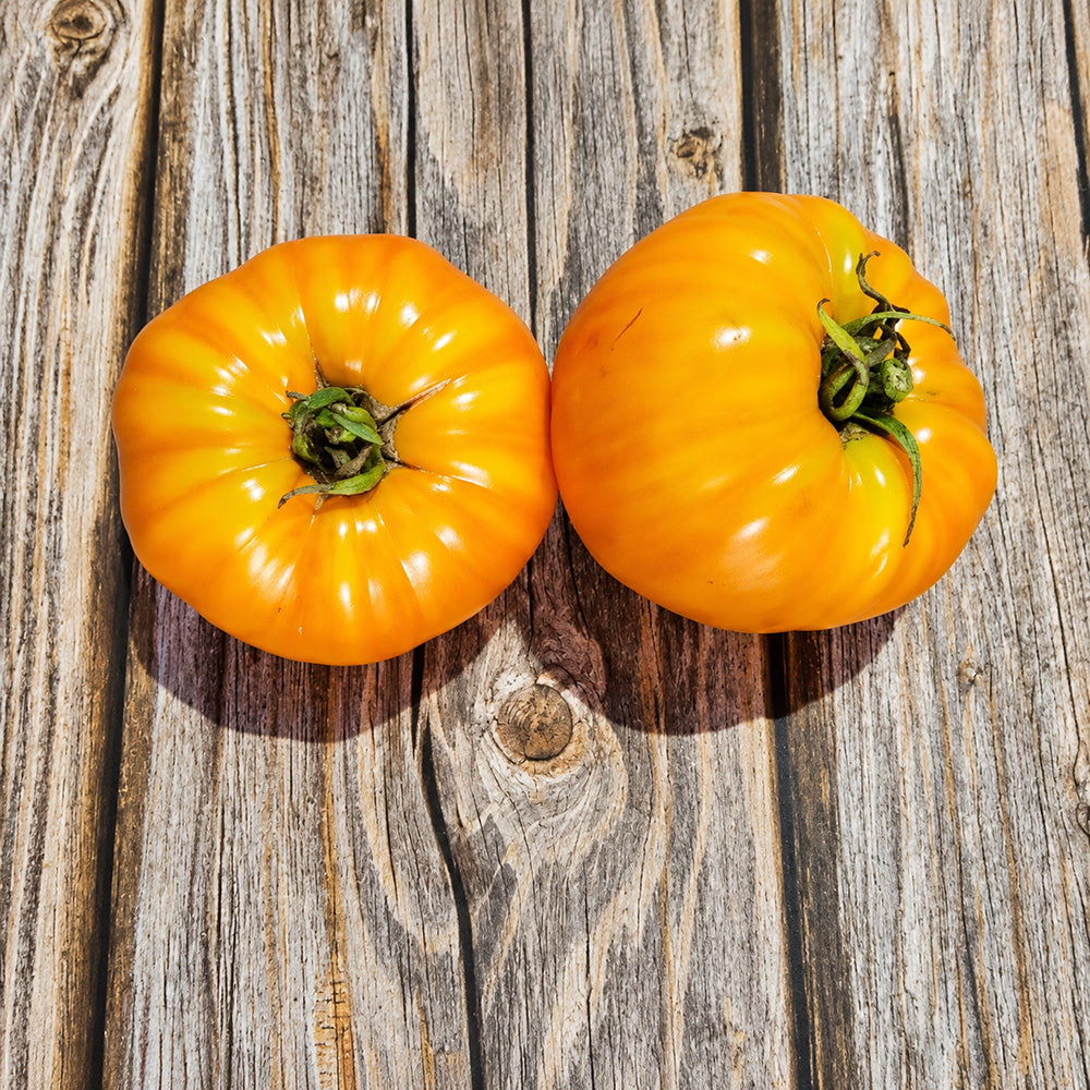 43 Jason 8 Yellow Tomato