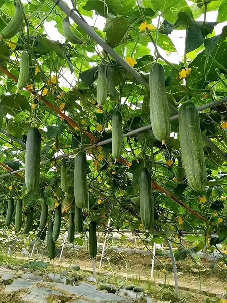'Jiefeng No.8' Hybrid Cucumber