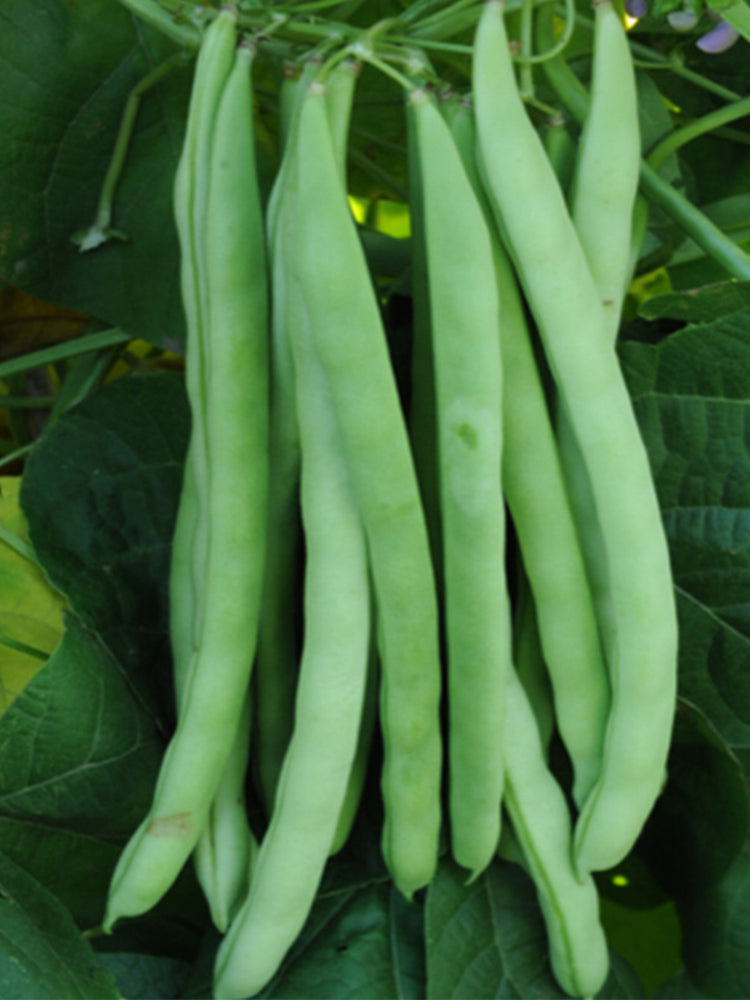 Red-flowered Snap Beans