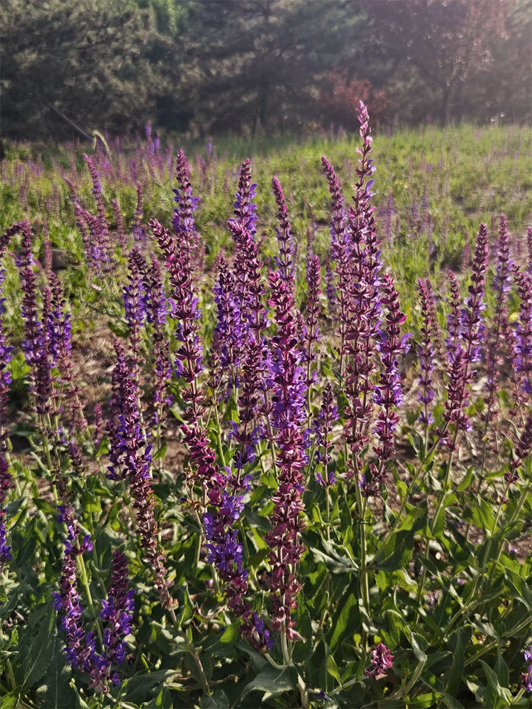 Purple Salvia (Salvia japonica Thunb.)