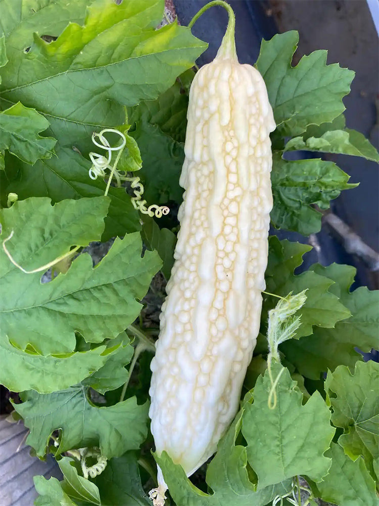 Pearl White Bitter Melon