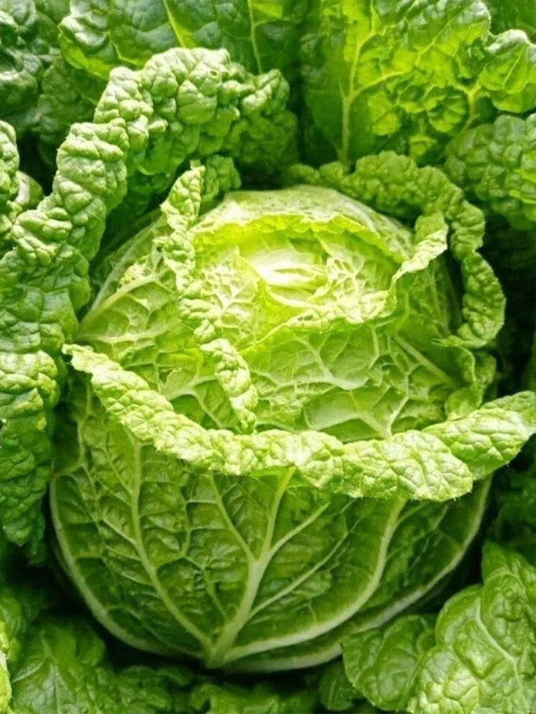 Improved 'Qingza No.3' Chinese Cabbage