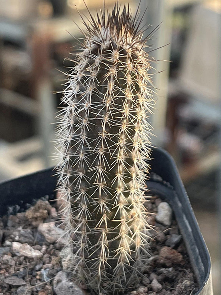 Setiechinopsis mirabilis