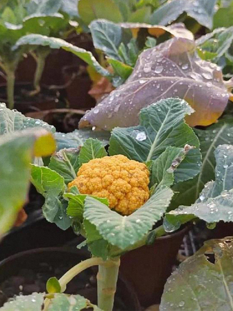 Golden Cauliflower (Brassica oleracea var. Botrytis)