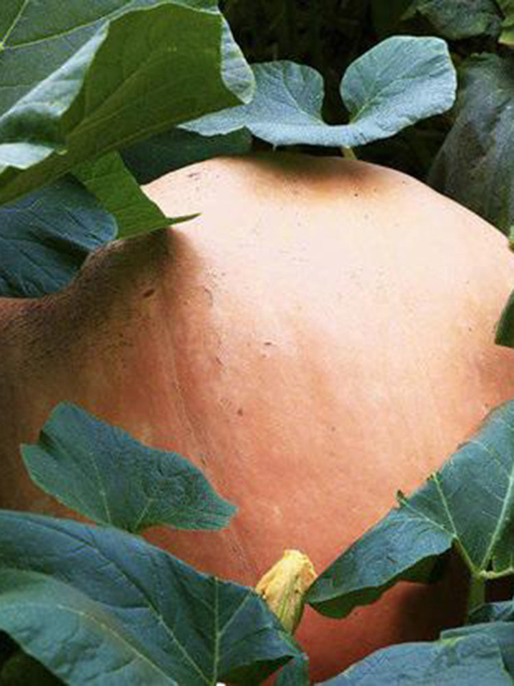 Extra Large Giant Pumpkin