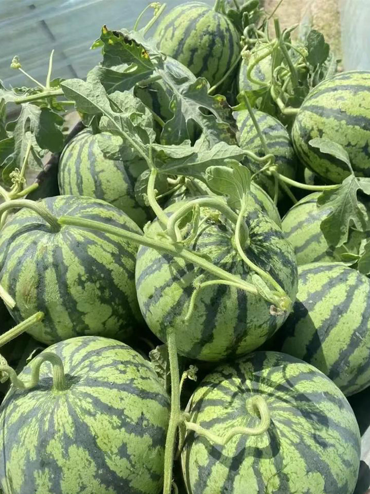Rock Sugar Kirin No.1 Watermelon