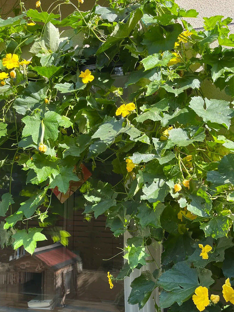 Spring-Autumn 915 Luffa