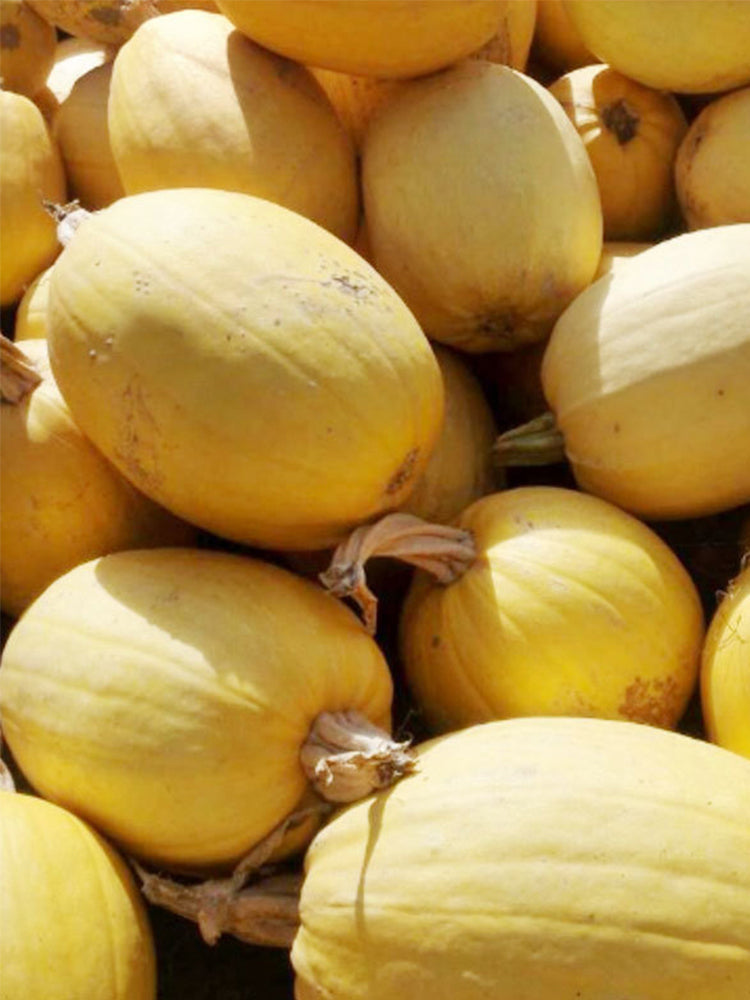 Paizha No.1 Spaghetti Squash