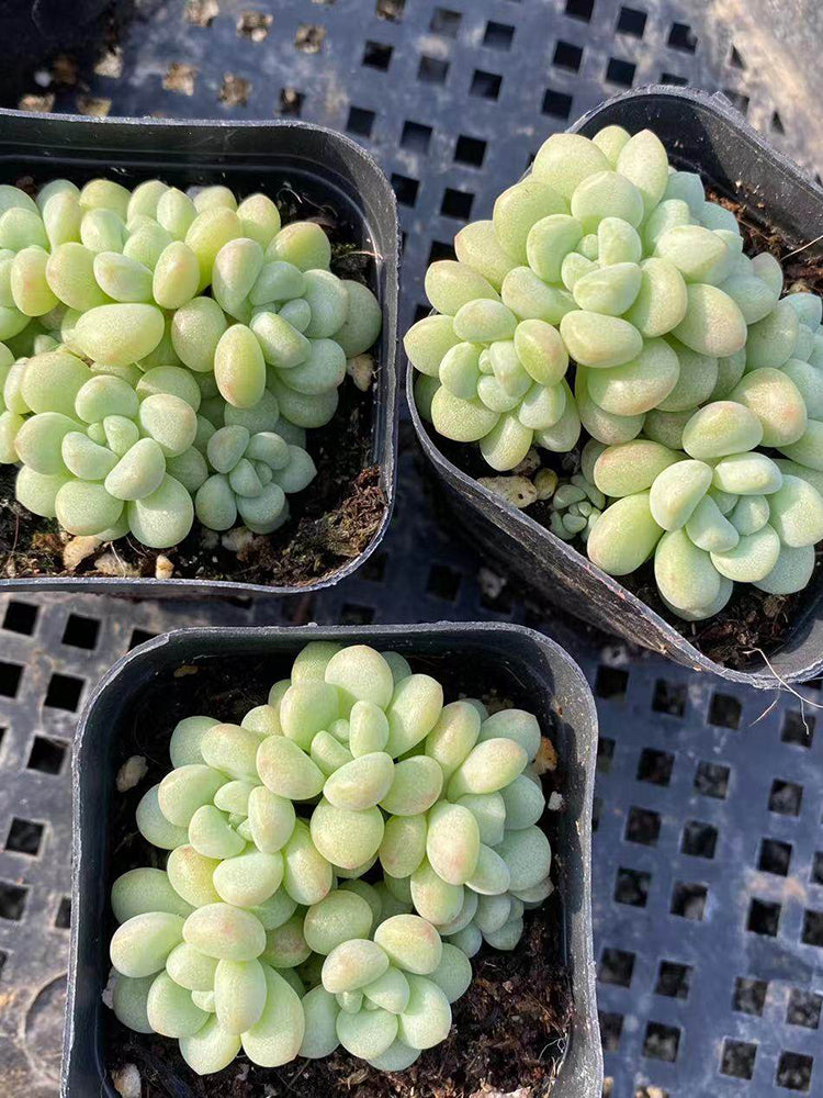 Echeveria cv. 'Bubblegum'