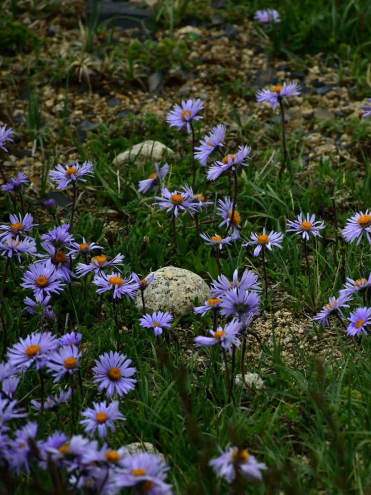 Alpine Aster Mix