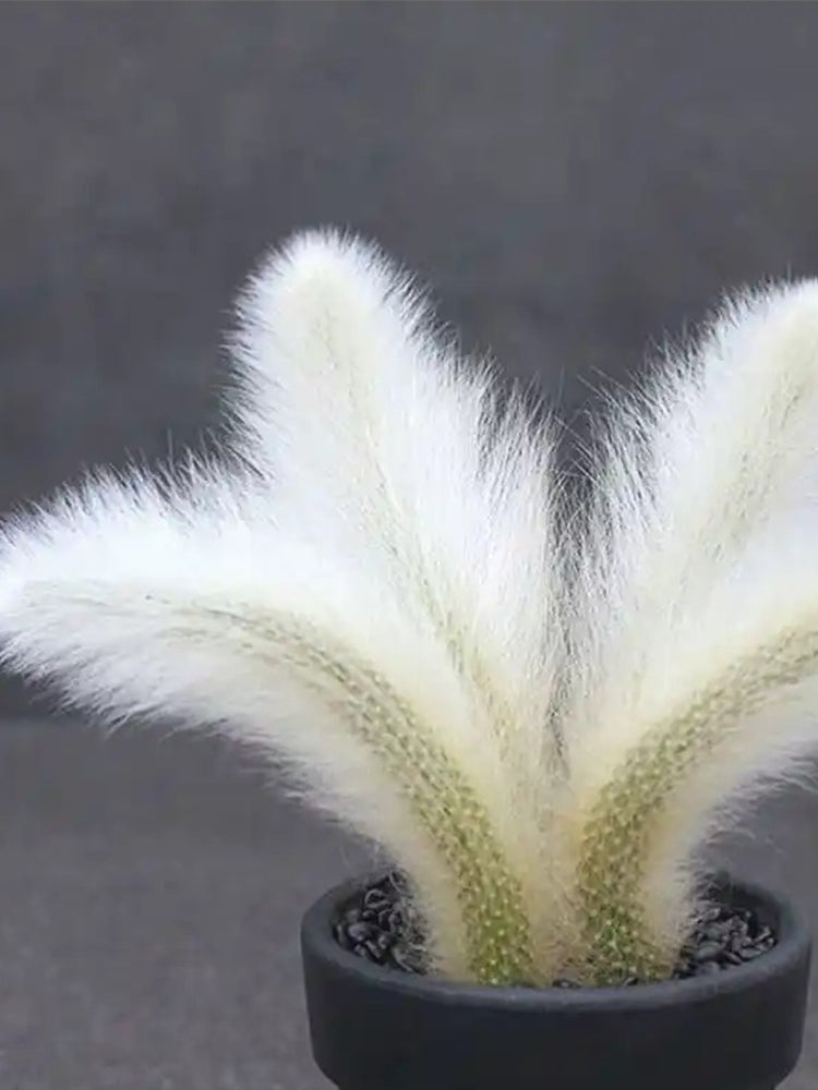 Monkey Tail Cactus (Hildewintera colademononis)