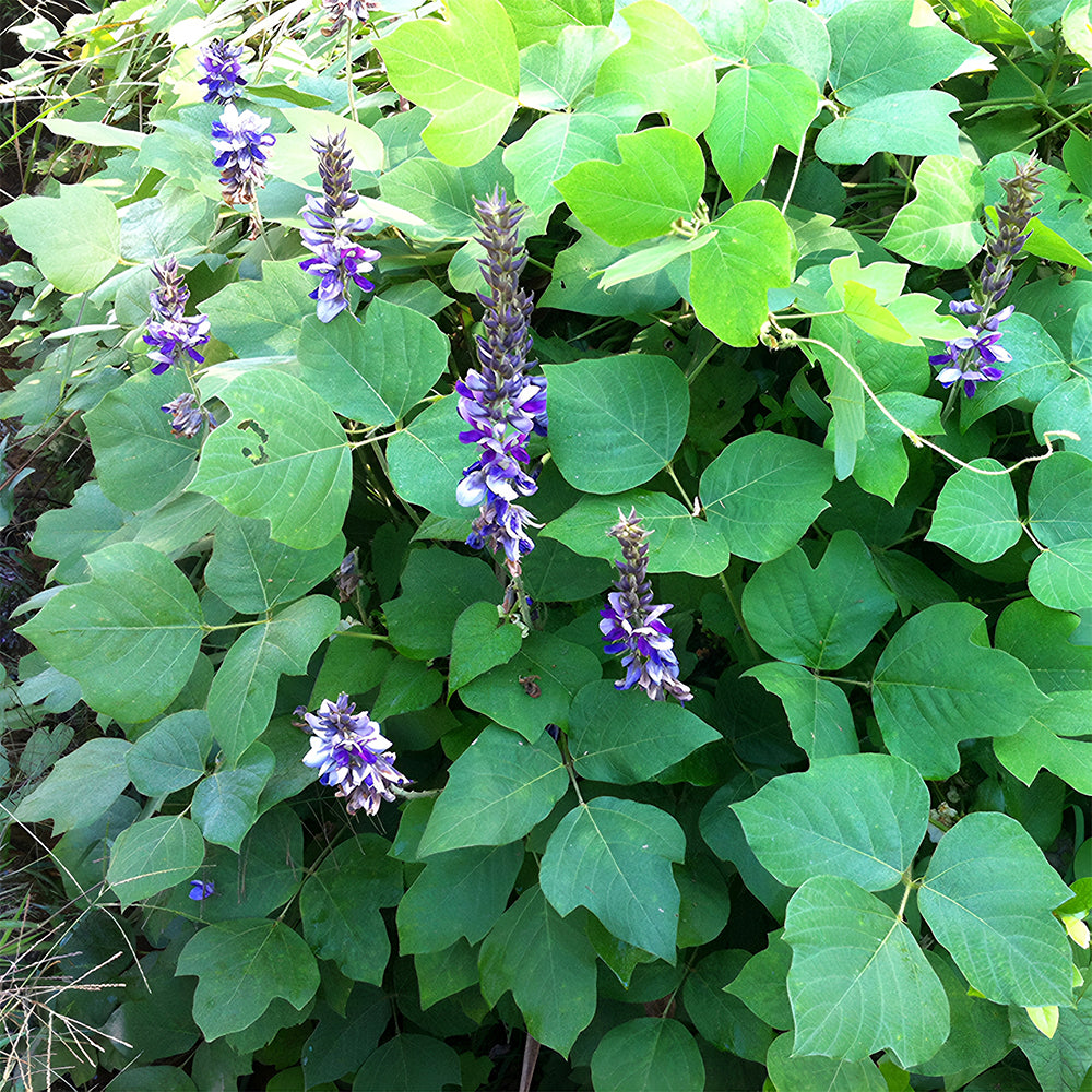 Bellfarm® Pueraria lobata Kudzu Seeds