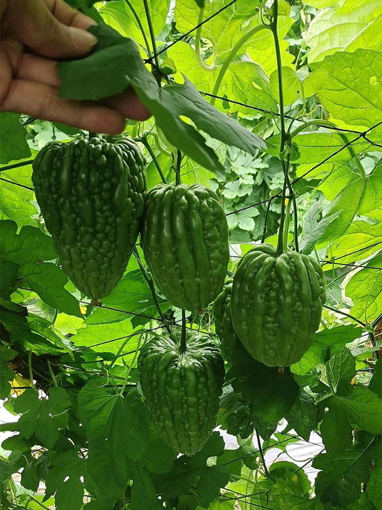 Huading No.5 Broad-top Bitter Gourds