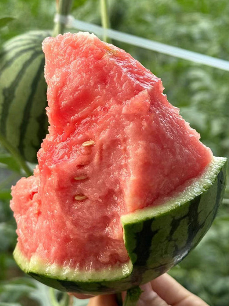 Sugar Globe Petite Watermelons