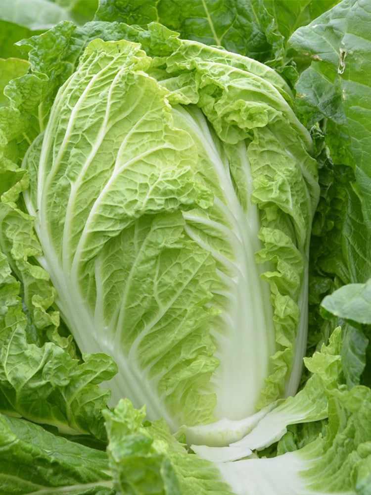 'Jiaoshu Autumn-King' Chinese Cabbage