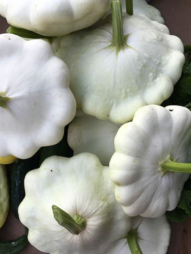 White Flying Saucer Squash